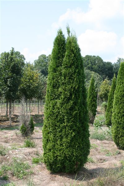 Emerald Green Arborvitae